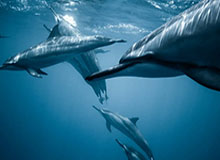 老用户也会踩的坑｜麻豆社区-片单怎么收藏？建议先收藏（实测有效）